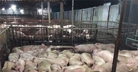 Hơn 5.000 con lợn bị tiêm thuốc an thần trước khi giết mổ
