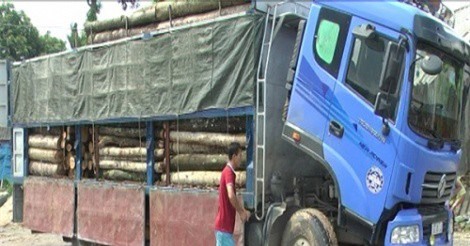 Nghi chở gỗ lậu, tài xế không ký biên bản chống đối lực lượng chức năng