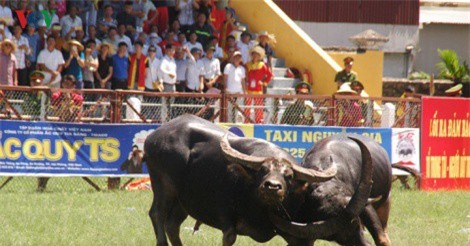 Những hình ảnh ấn tượng tại chung kết lễ hội chọi trâu Đồ Sơn 2017