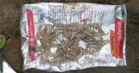 Gần 1 tấn tôm chết trắng hồ do bị đầu độc