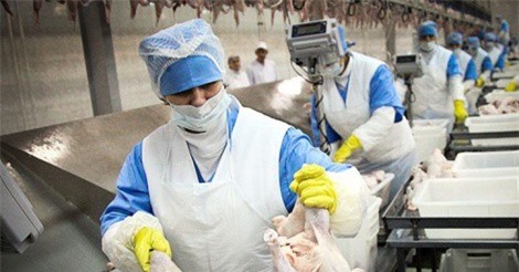 Cơ hội lớn cho thịt gà Việt Nam xuất khẩu sang EU