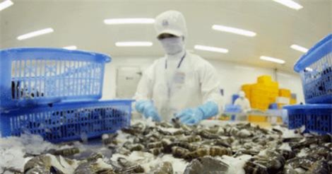 EU trở thành thị trường nhập khẩu tôm lớn nhất của Việt Nam
