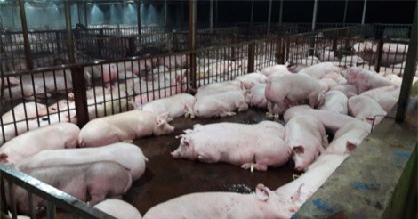 3.750 con heo bị tiêm thuốc an thần: Đề nghị tiêu hủy toàn bộ