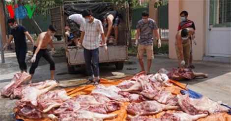 3.750 con heo bị tiêm thuốc an thần: Xuất hiện lỗ hổng quản lý?