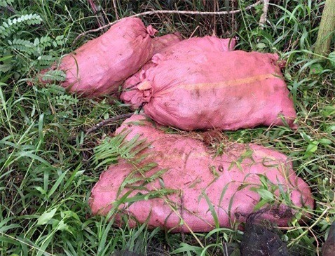 Rủ nhau đi ăn trộm khoai, 16 đối tượng vướng vòng lao lý