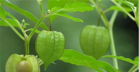 Khi ở Việt cứ ngỡ là rau dại, sang xứ người mới biết là thuốc tiên