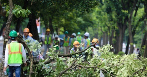 Bắt đầu chặt hạ hàng cây đẹp nhất trên đường Kim Mã