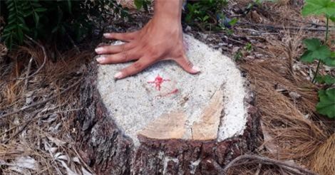 Truy tìm thủ phạm chặt rừng đặc dụng ở Huế