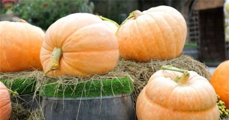 Halloween Sun World Ba Na Hills đẹp rực rỡ với hàng vạn trái bí