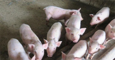 Giá heo chìm sâu sau bê bối tiêm thuốc an thần
