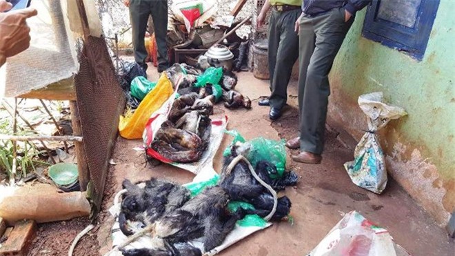 Bắt quả tang quán thịt chó thu mua 16 cá thể động vật hoang dã
