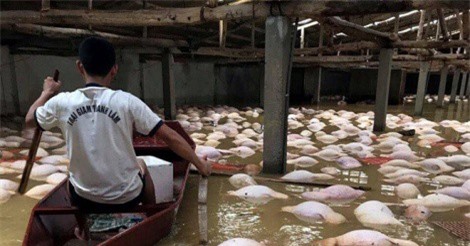 Người dân bất lực nhìn đàn lợn gần 4.000 con chết giữa dòng nước lũ