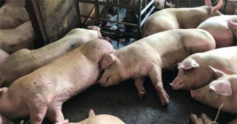 Lại phát hiện 70 con heo bị tiêm thuốc an thần