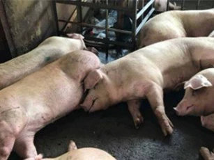 Lại phát hiện 70 con heo bị tiêm thuốc an thần