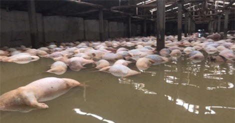 Người dân khóc nghẹn nhìn 6.000 con lợn chết ngập trong lũ