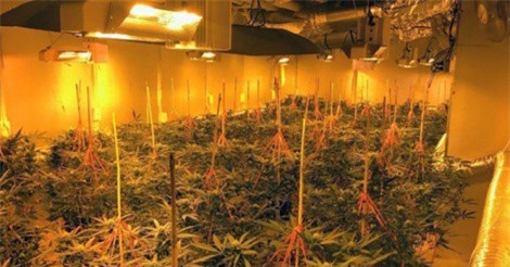 Triệt phá đường dây cần sa 7 triệu đô, 9 người gốc Việt bị bắt