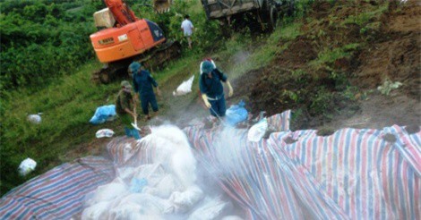 Mang tiêu hủy hàng nghìn con lợn chết do mưa lũ ở Thanh Hóa