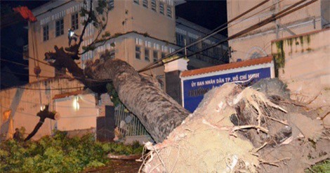 Hoảng hồn cây cổ thụ đổ xuống cổng trường đại học