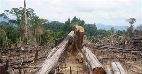 Nguyên Giám đốc BQL rừng phòng hộ sông Tranh bị bắt khẩn cấp