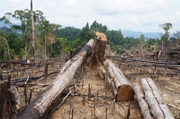 Tiết lộ nguyên nhân nguyên Giám đốc BQL rừng phòng hộ bị bắt khẩn cấp