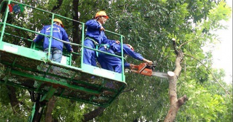 Chùm ảnh ngày đầu chặt hạ cây xanh trên đường Phạm Văn Đồng