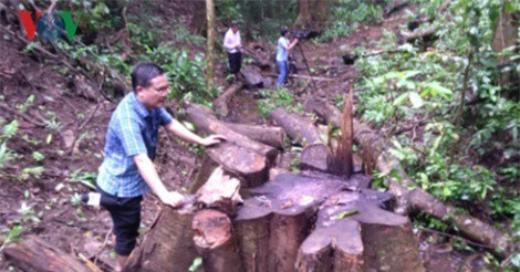 Kon Tum: Trưởng công an xã bị khởi tố vì phá rừng