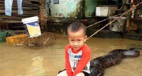 Vụ bé trai cưỡi trăn "khủng": Xử phạt gia đình nuôi trăn