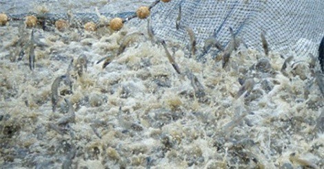 Doanh nhân Tạ Duy Huy: Người làm giàu cho ngành thủy sản