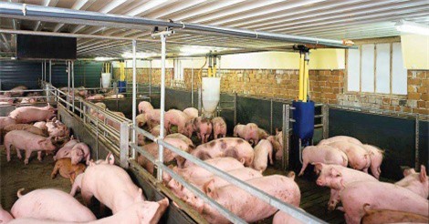 Truy xuất nghiêm ngặt nguồn gốc heo ở thành phố HCM 