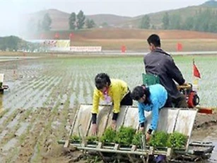 Triều Tiên đứng trước nguy cơ thiếu lương thực nghiêm trọng