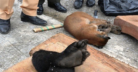 Bắt giữ xe khách vận chuyển hàng quốc cấm quy mô lớn