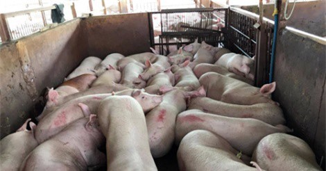 Vụ 3750 con heo bị tiêm thuốc an thần: Kỷ luật hàng loạt cán bộ