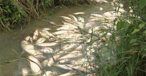 Đập Hố Chuối, Quảng Ngãi: Cá chết trắng chưa rõ nguyên nhân