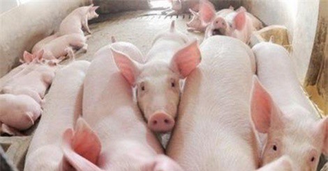 Sau bê bối heo tiêm thuốc an thần, giá thịt heo rớt thê thảm