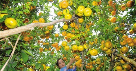 Bộ Nông nghiệp đề xuất bãi bỏ, sửa đổi 118 điều kiện kinh doanh