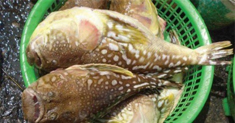 Một người chết, bốn người nguy kịch vì ăn cá nóc