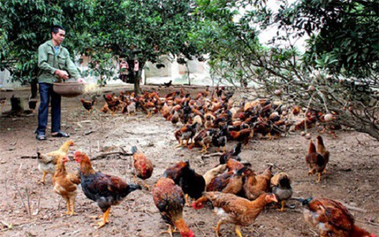 Bắc Giang: Xây dựng thương hiệu quốc gia cho gà đồi Yên Thế