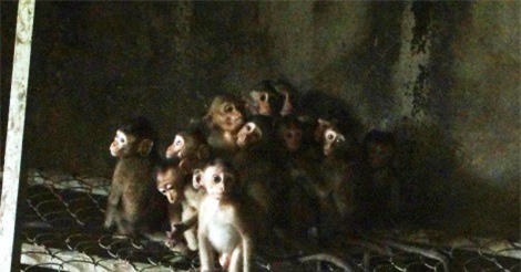 Giải cứu gần 100 động vật hoang dã quý hiếm bị nuôi nhốt trái phép