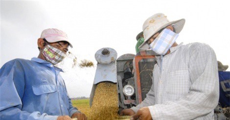 Nông dân ĐBSCL lo lắng khi giá lúa nếp giảm mạnh