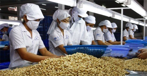 Giá trị xuất khẩu điều 2017 sẽ vượt xa mốc 3 tỷ USD