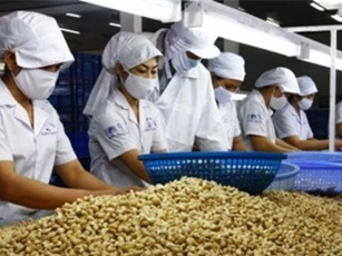 Giá trị xuất khẩu điều 2017 sẽ vượt xa mốc 3 tỷ USD