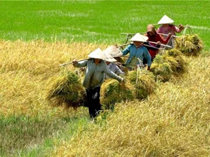 Sản lượng lúa hè thu tăng 127.500 tấn so với cùng kì năm 2016