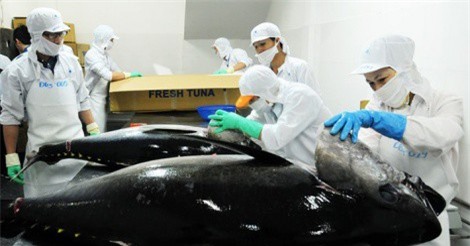 Xuất khẩu cá ngừ chuyển mạnh sang Trung Đông