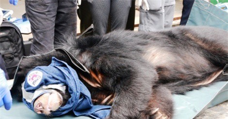 Cứu 3 cá thể gấu ngựa bị nuôi nhốt trong lồng gần 20 năm