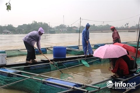 Huế: Người dân nuôi cá lồng khóc nghẹn nhìn gia sản trôi theo dòng lũ