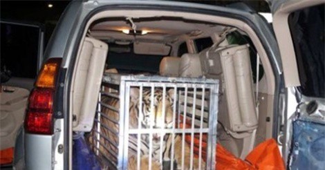 Đại gia dùng "xế hộp" vận chuyển hổ sống ra Hà Nội tiêu thụ