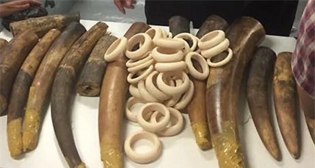 Hơn 47 kg ngà voi gửi từ Đức về Việt Nam bị tạm giữ