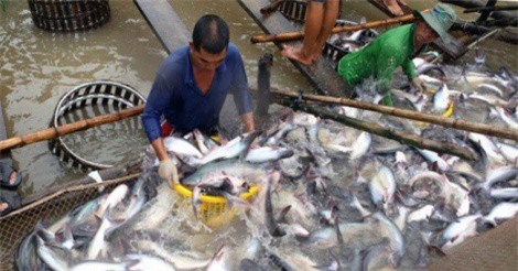 Sau nhiều năm thua lỗ, giá cá tra tăng cao kỷ lục