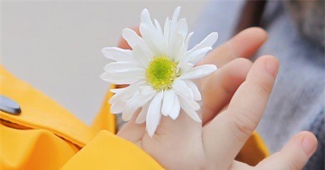 4 điểm đến bạn không nên bỏ lỡ khi đến mùa cúc họa mi