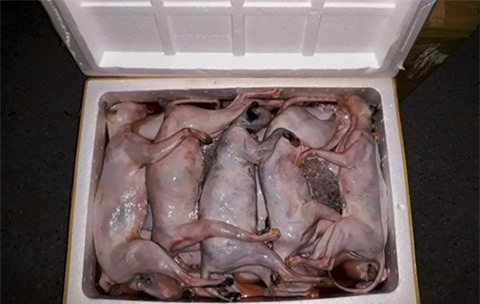 Bắt giữ gần 1,5 tấn mèo, gà bốc mùi hôi thối đang "tuồn" về Thái Bình